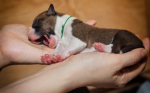 Newborn Basenji puppy yawning