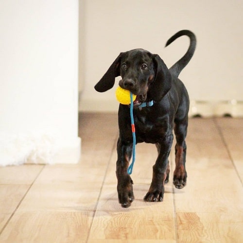 Polish Hunting Dog Playing with Ball