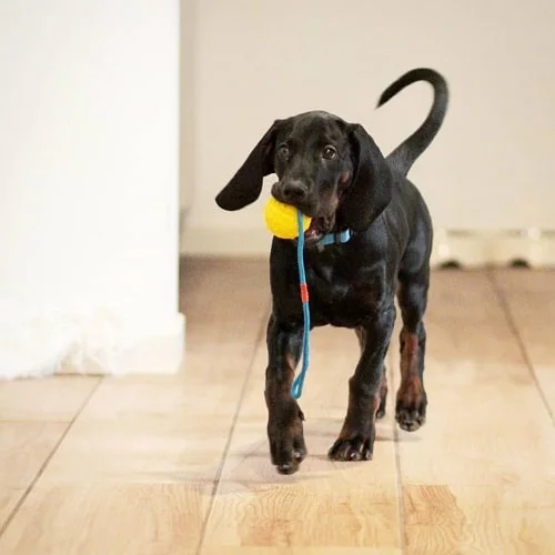 Polish Hunting Dog Playing with Ball