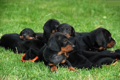 Polish Hunting Dog Puppy price