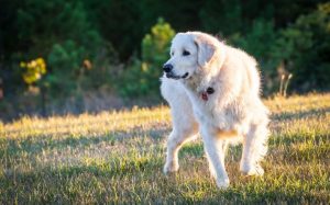 are polish tatra sheepdogs hypoallergenic