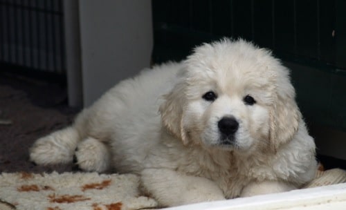 Polish Tatra Sheepdog Puppy