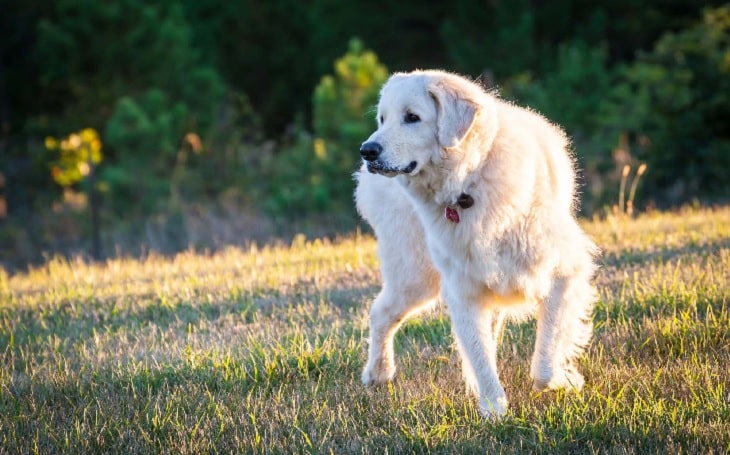 Polish Tatra Sheepdog history health