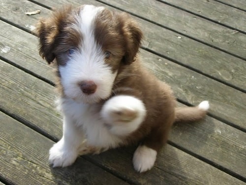 5 months old Bearded Collie