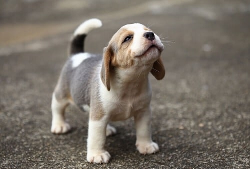 Adorable Beagle puppy howling