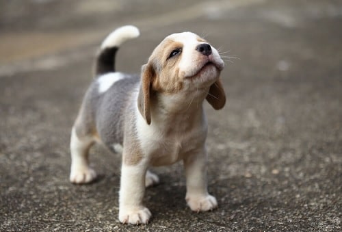 beagle puppy howl