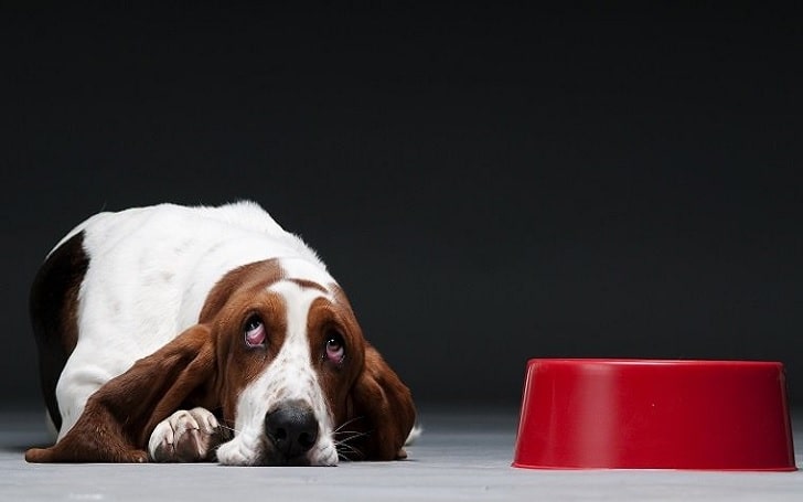 Basset Hound Diets and Supplements