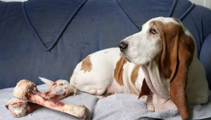 Basset Hound finished eating meat