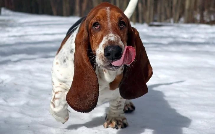 Basset Hound running on the snow