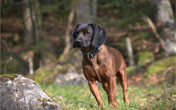 what do you feed a bavarian mountain hound