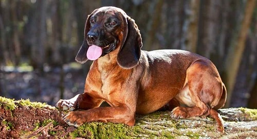 Bavarian Mountain Scent Hound Sitting