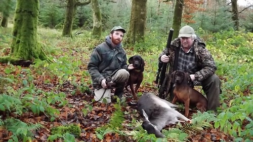 Bavarian Mountain Scent Hound hunting deer with there masters