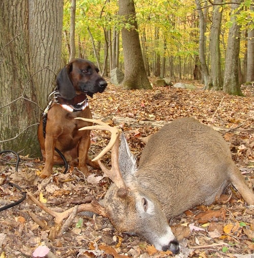 Bavarian Mountain Scent Hound on a hunt