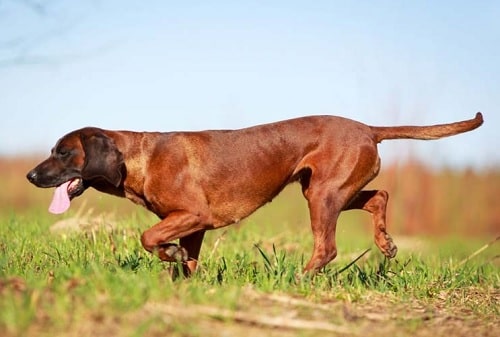 Bavarian Mountain Scent Hound on the field