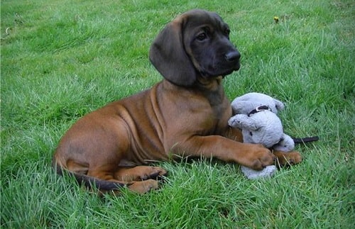 Bavarian Mountain Scent Hound paying with a toy