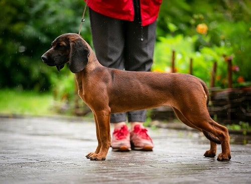 what do you feed a bavarian mountain hound