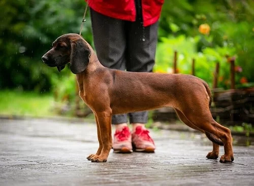 are bavarian mountain hounds intelligent dogs