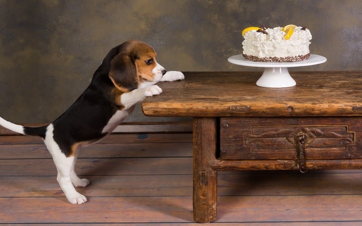 Beagle Diets and Supplements