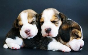 Beagle Puppies Development Stage