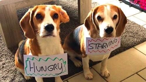 Beagle demanding for meal