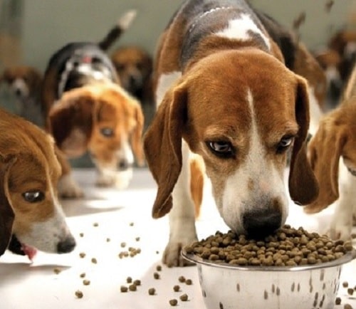 Beagle eating kibbles