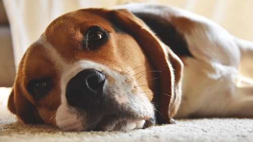 Beagle laying down