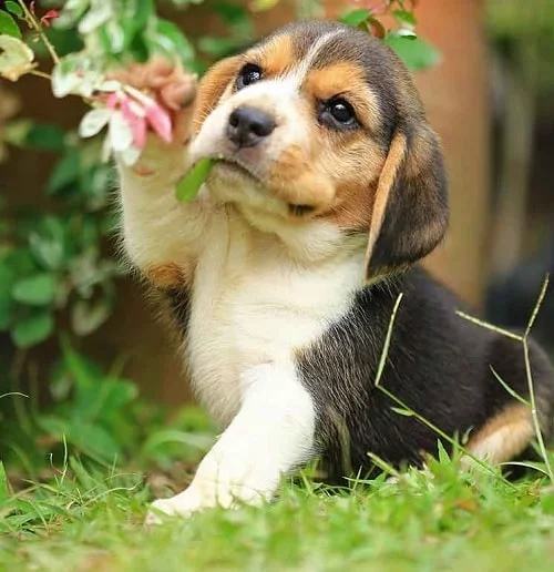 Beagle puppy playing with flower
