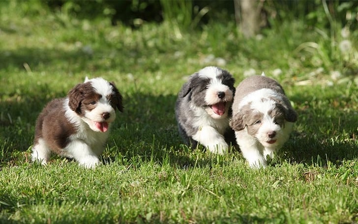 Bearded Collie Puppies Development and Behavior
