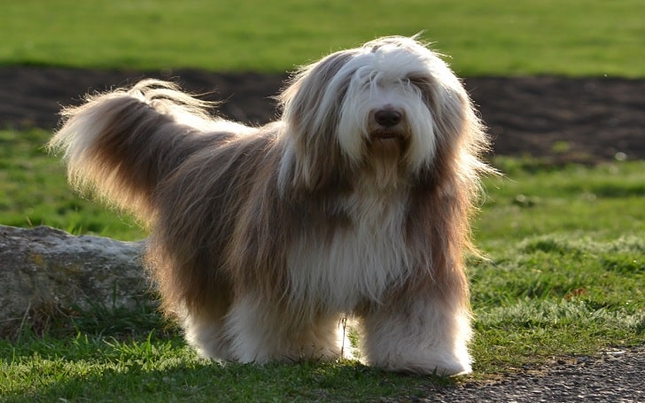 Bearded Collie Training Methods and Strategies
