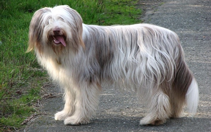 Bearded Collie diets and supplements
