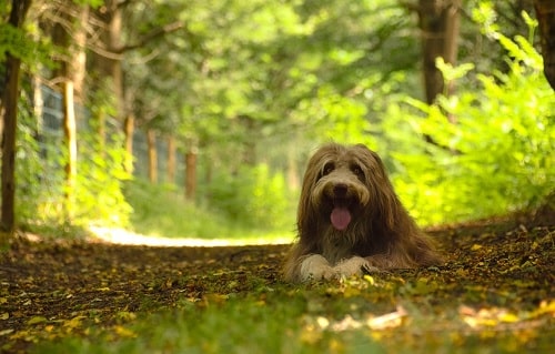 Bearded Collie in the forest