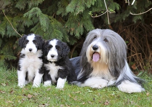 Bearded Collie puppies sitting with their mother