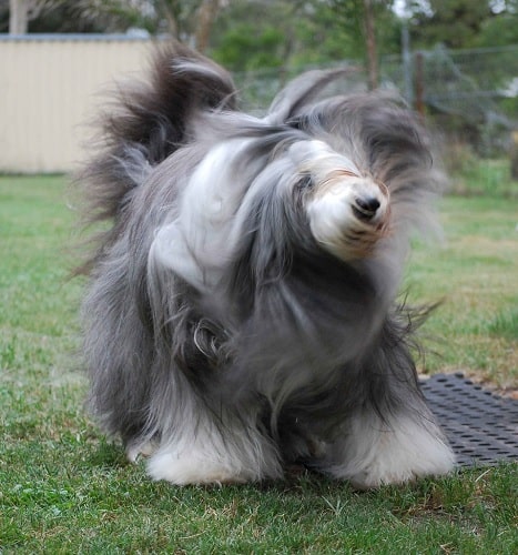 Bearded Collie shaking its body
