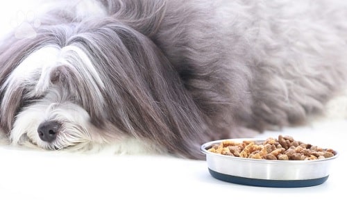 Bearded Collie with its meal