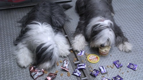 Bearded Collies enjoying their treat