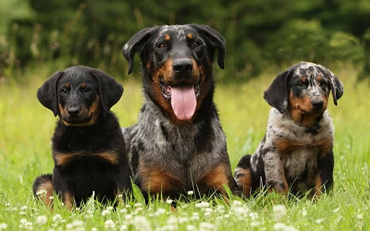 Beauceron Puppies Development and Behavior