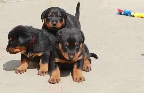 Beauceron Puppies playing
