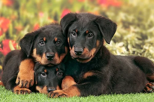 Beauceron Puppies sitting with their mother