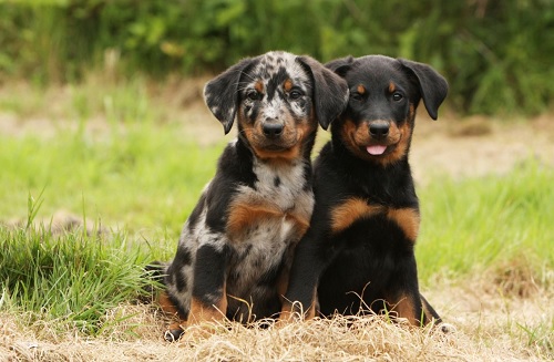 Beauceron Puppies sitting