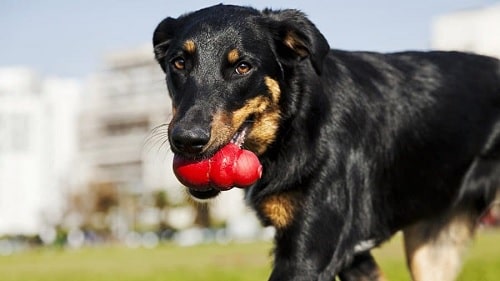 Beauceron holding a toy