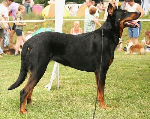 Beauceron on the field