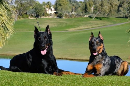 Beaucerons sitting