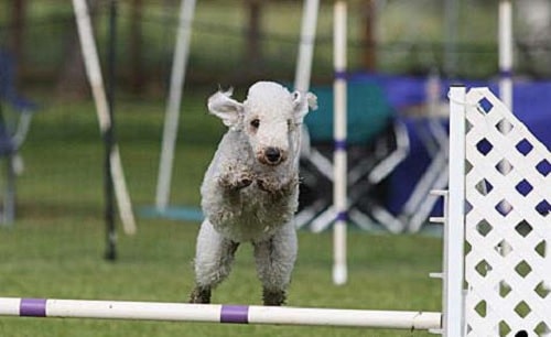 Bedlington Terrier Agility