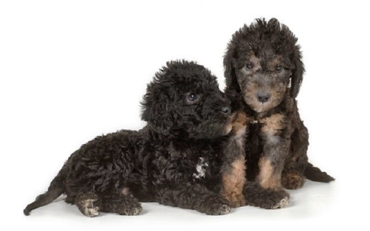 Bedlington Terrier Puppies development stages and behavior