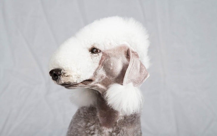 Bedlington Terrier diets and feeding methods