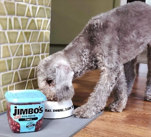 Bedlington Terrier having its meal