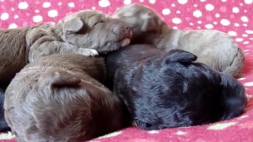 Bedlington Terrier newborn puppies