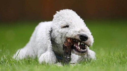 Bedlington Terrier playing with wood