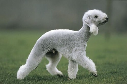 Bedlington Terrier walking