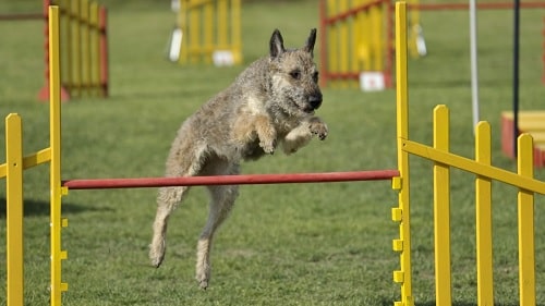 Belgian Laekenois agility